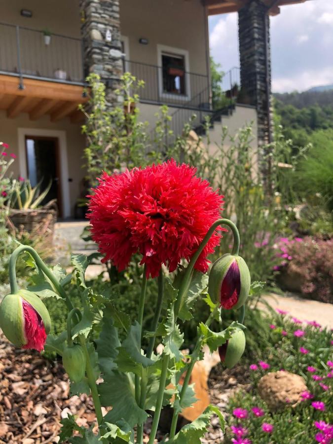 Апартаменти Semi Al Vento: La Bio-Casa Nel Giardino Incantato! Paesana Екстер'єр фото